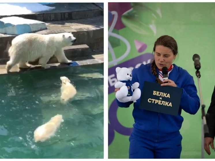 Жители Новосибирска критически отнеслись к итогам голосования за имена медвежатам зоопарка