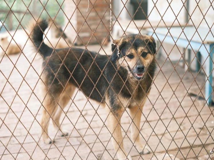 Администрация Читы возместит моральный вред ребенку из-за нападения бездомной собаки