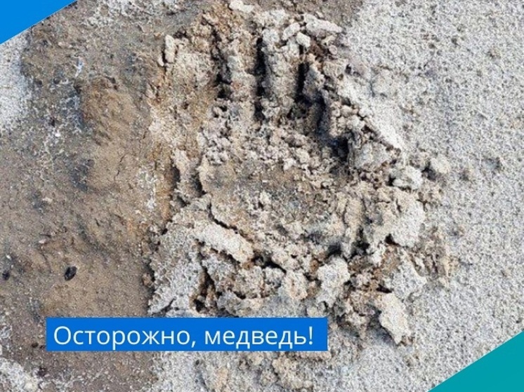 В Пангодах снова гулял медведь: заметили следы хищника