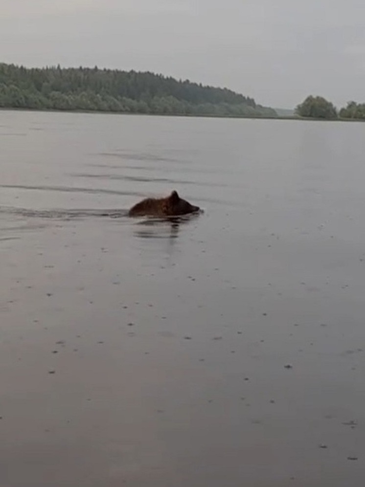 На реке в Шурышкарском районе сняли на видео медведя-пловца