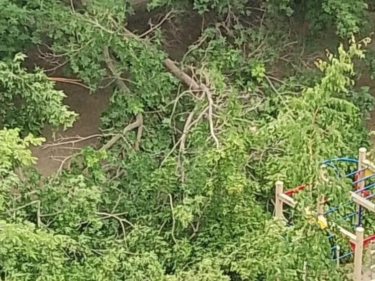 В Новосибирске прокуратура начала проверку после падения дерева на детскую площадку