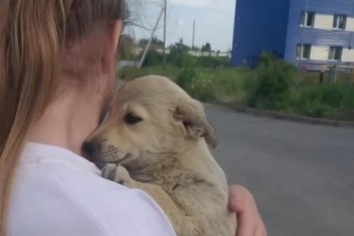 В Спасске неизвестный пытался застрелить щенка