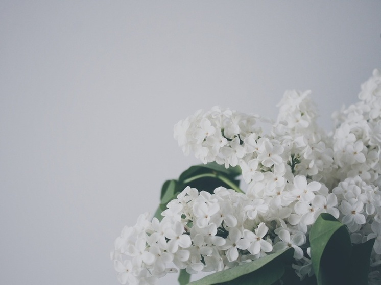 В Мурманске пострадала сирень от рук дорожных служб