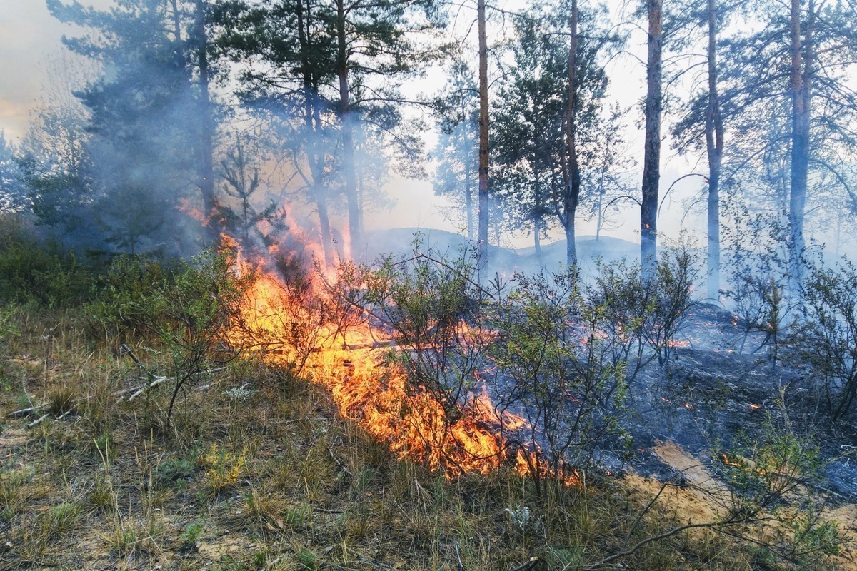 В Марий Эл зарегистрировано 12 лесных пожаров