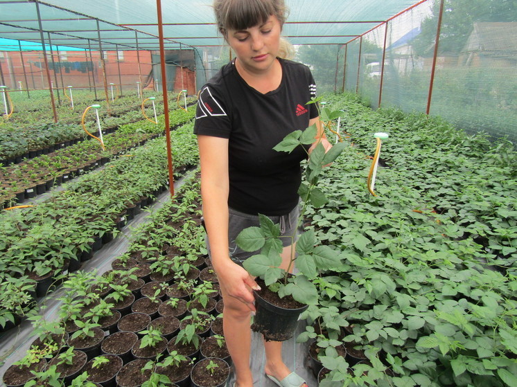 Благодаря субсидии государства предпринимательница из Крыловского района создала питомник по выращиванию плодовых, ягодных и декоративных растений