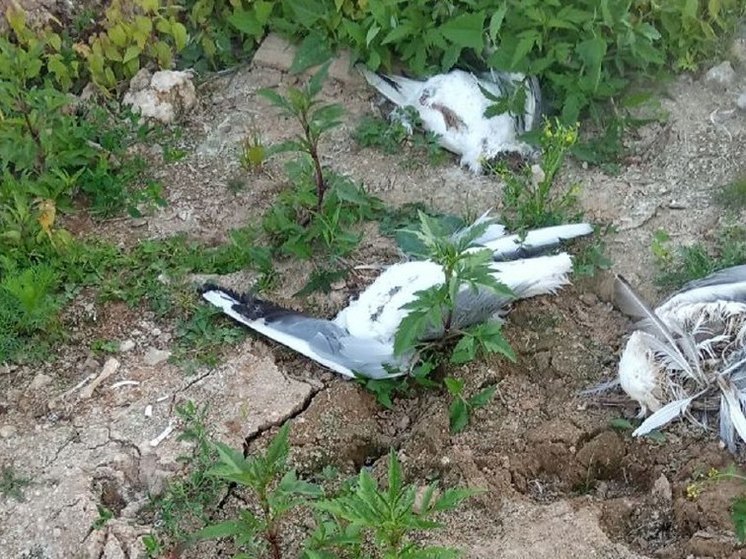 Ветеринары устанавливают причины массовой гибели чаек в Рязани