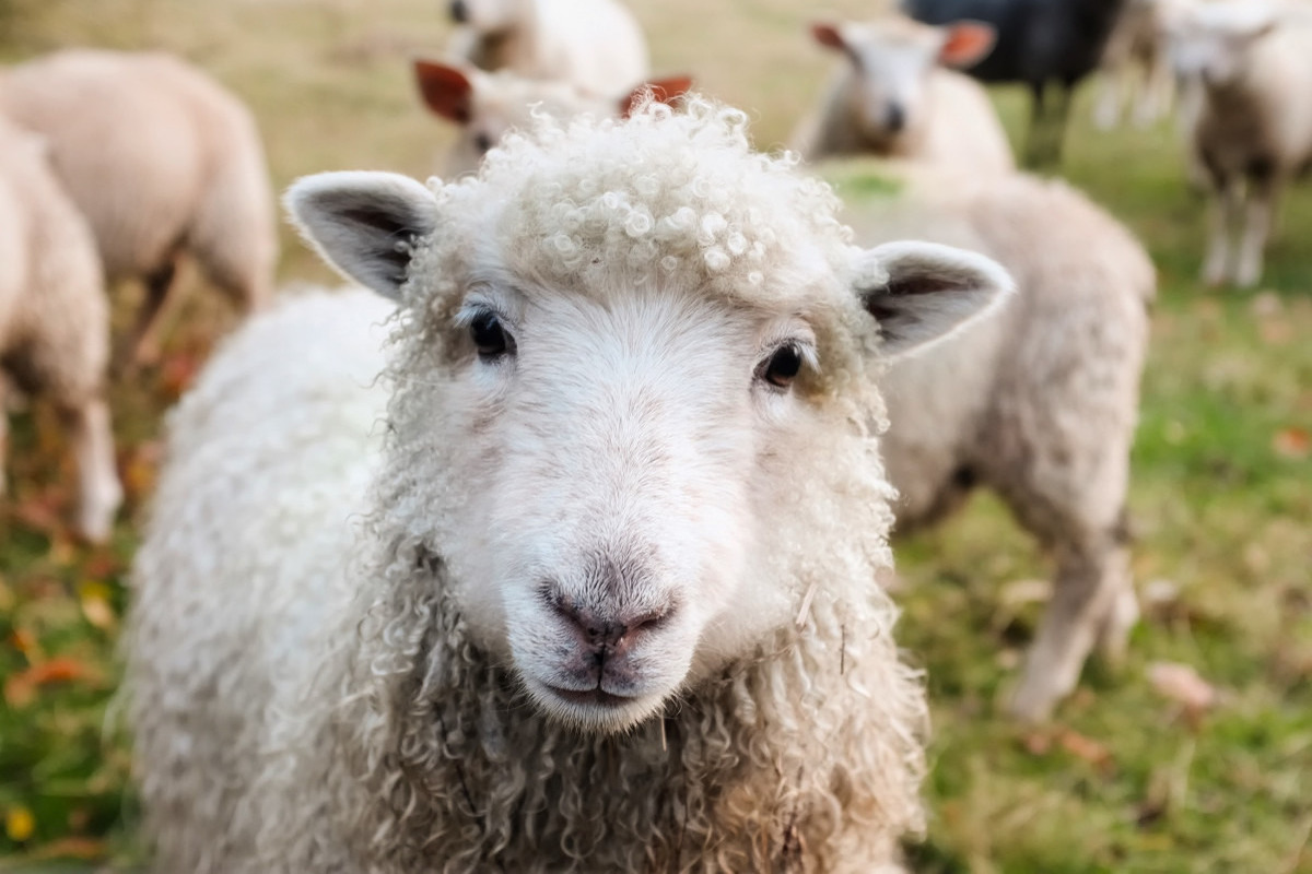 Племенной завод в Ивановской области уже 15 лет успешно развивают овцеводство