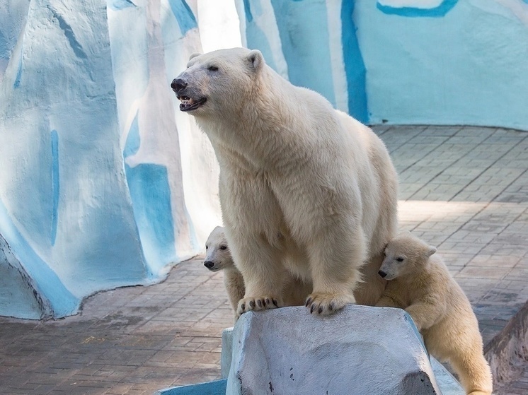 В Новосибирске директор зоопарка по просьбе вице-мэра проведет повторный подсчет голосов за имена для белых медвежат