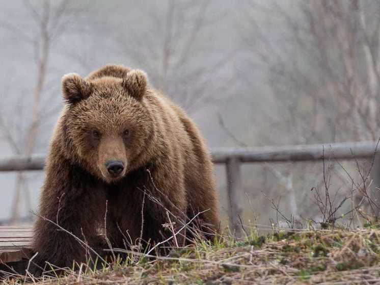 В Кроноцком заповеднике заканчивается месячник тишины