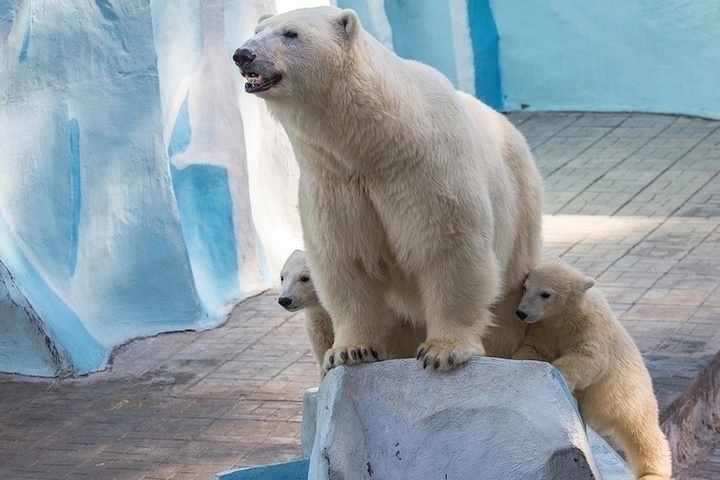 В Новосибирске директор зоопарка по просьбе вице-мэра проведет повторный подсчет голосов за имена для белых медвежат