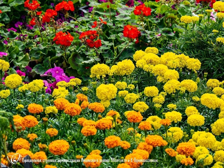 В Ямальском районе высадят почти 150 тысяч цветов