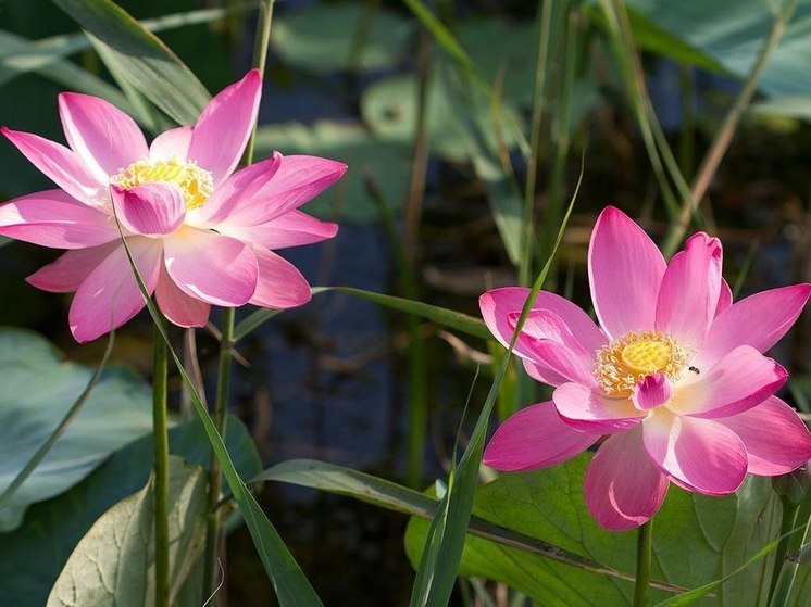 Лотосы, верблюды и другая экзотика: билайн ускорил мобильный интернет на трассе «Элиста-Волгоград»