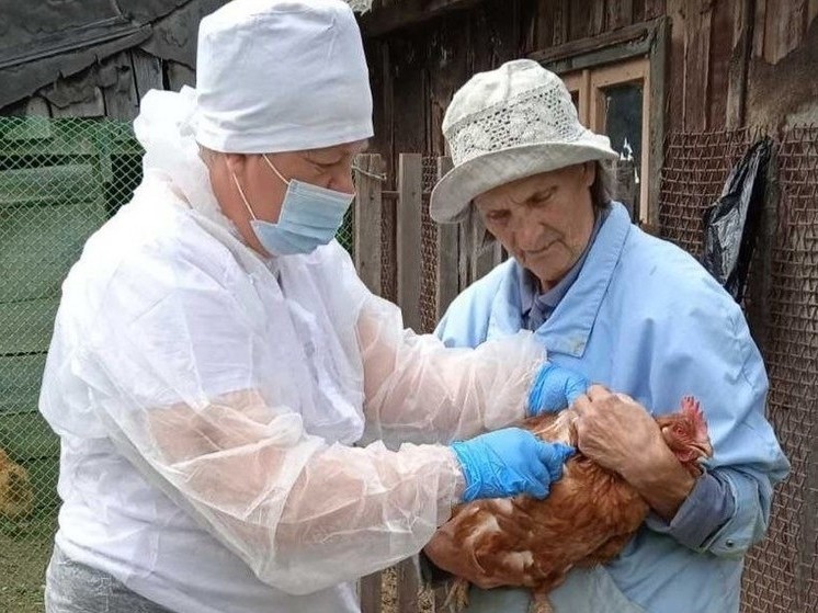 В Костромской области вновь вводится карантин по птичьему гриппу