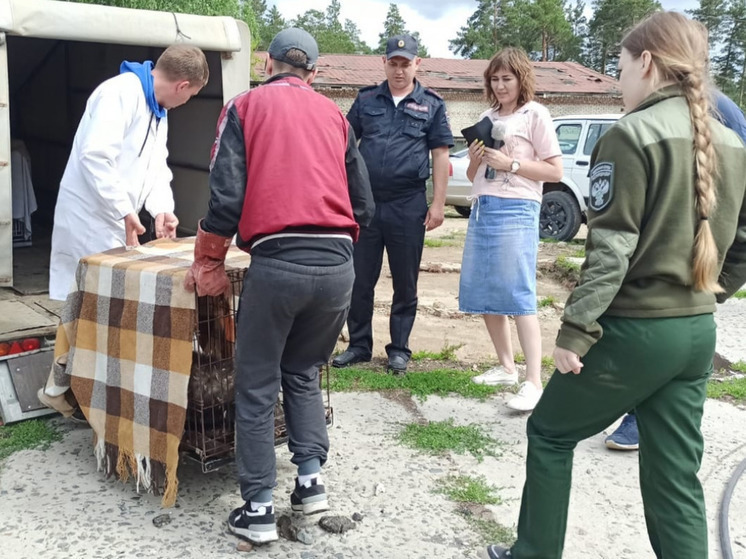 В поселке Сузун под Новосибирском отловили канадских волков, терроризирующих жителей