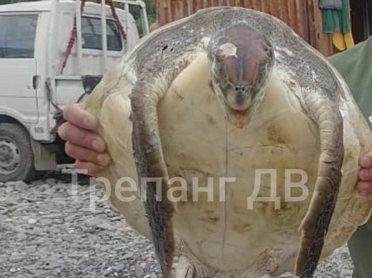 На берег бухты под Находкой в Приморье вынесло мертвую черепаху