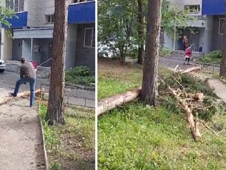 В новосибирском Академгородке старая сосна рухнула на детскую площадку