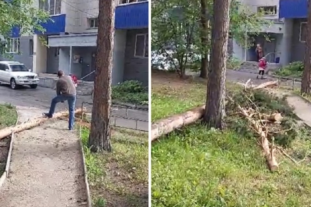 В новосибирском Академгородке старая сосна рухнула на детскую площадку
