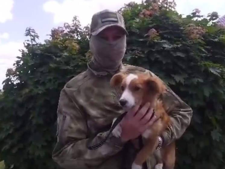 Пес Кент спас сахалинца в зоне СВО