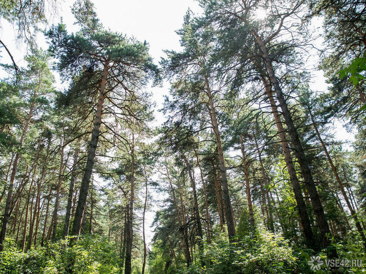 В этом году в Кузбассе восстановили более 500 га лесов