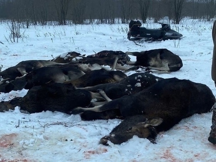 В Ярославской области в суд уходит дело о восьми браконьерах