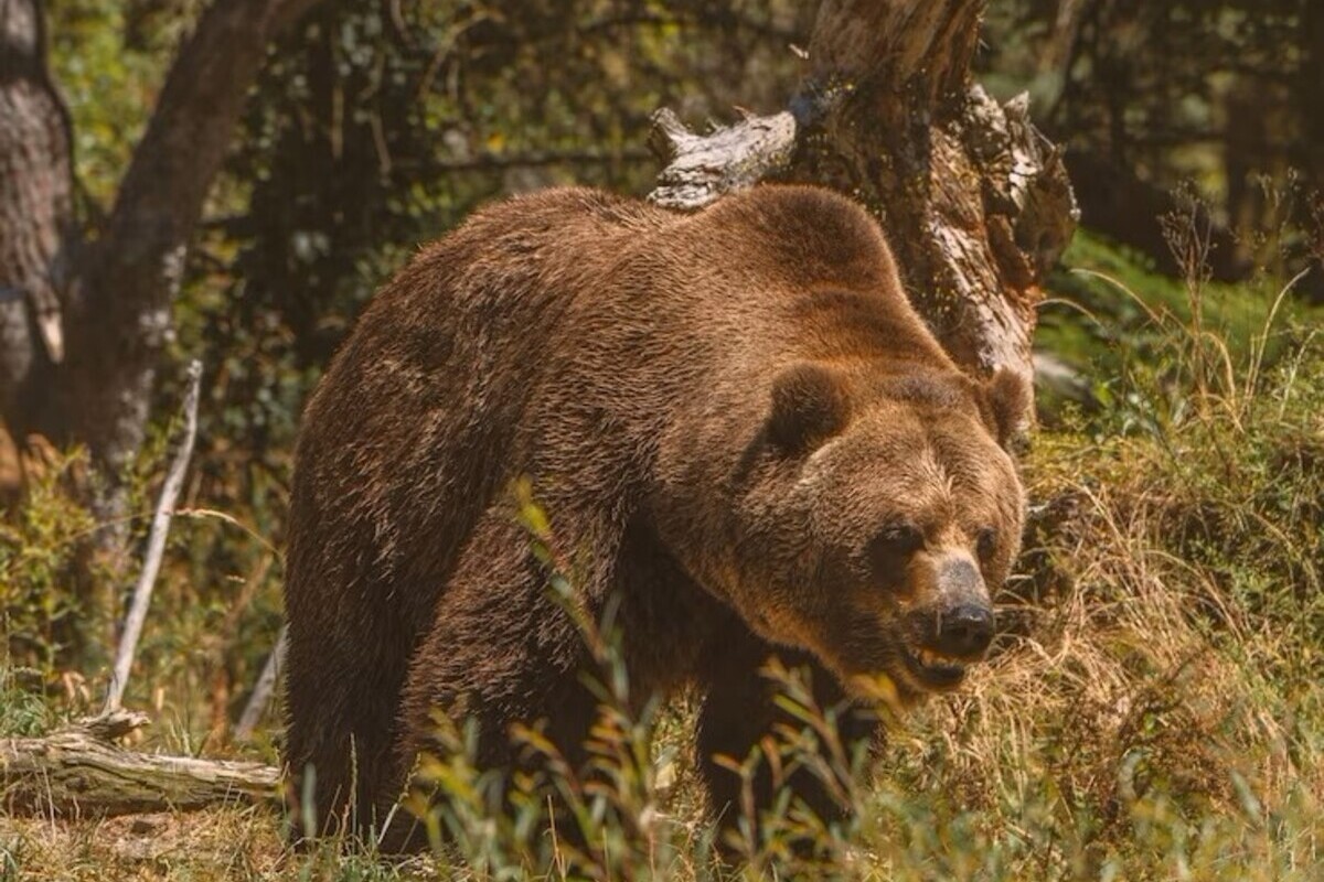 "Было принято решение о ликвидации": по Томску в ночь на 29 июня действительно бегал медведь