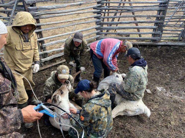 В местности “Сунтаар” Оймяконского района Якутии завершили корализацию оленей