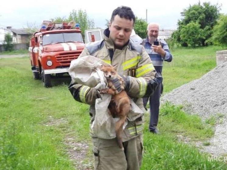 Пожарные в Северной Осетии спасли двух лисят, провалившихся в глубокий колодец