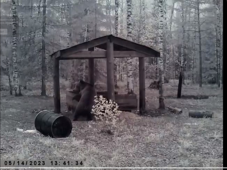 В Марий Эл фотоловушка зафиксировала медведицу с медвежатами