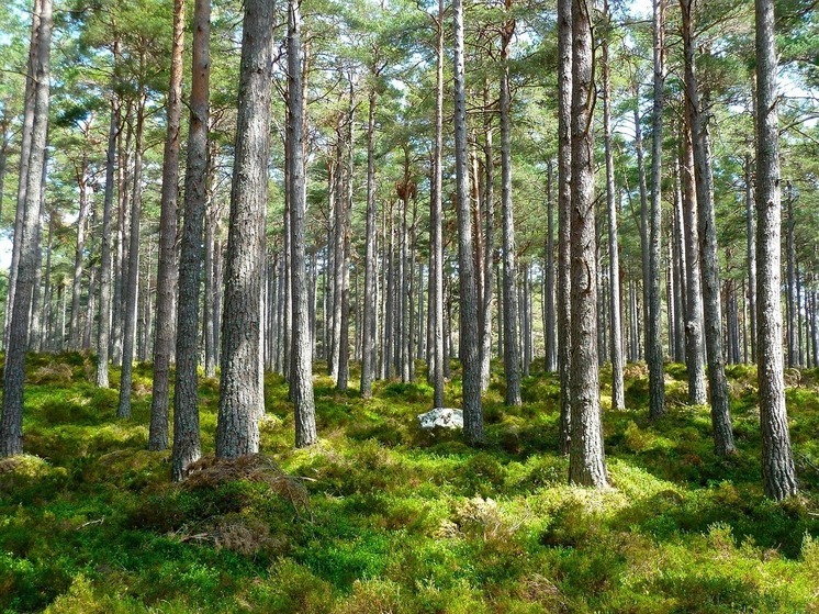 Женщина потерялась в лесу в Волховском районе