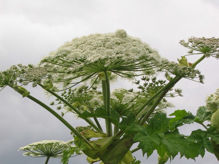 Жители Егорьевска пожаловались на ежегодное увеличение численности борщевика