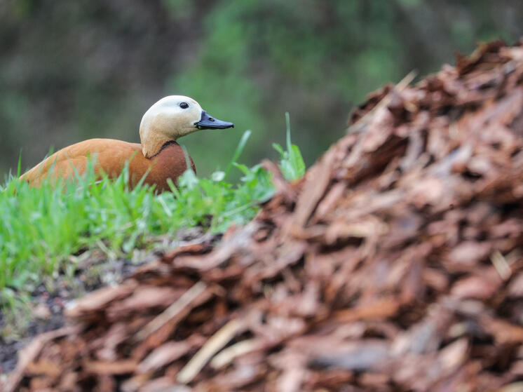 Движение на Калужском шоссе в Москве перекрыли из-за утиного семейства