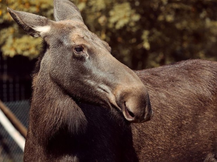 ДТП с лосем произошло в Луховицком округе