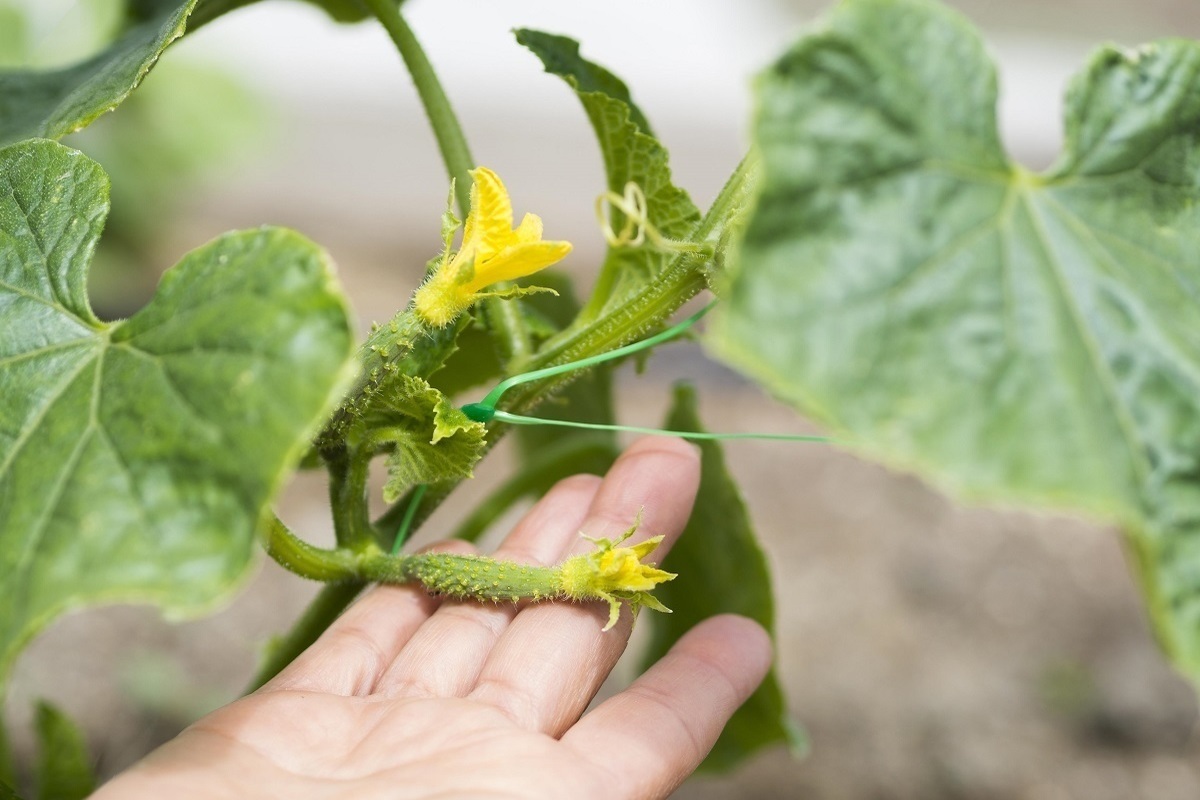 Желтеют и сохнут: как спасти урожай огурцов