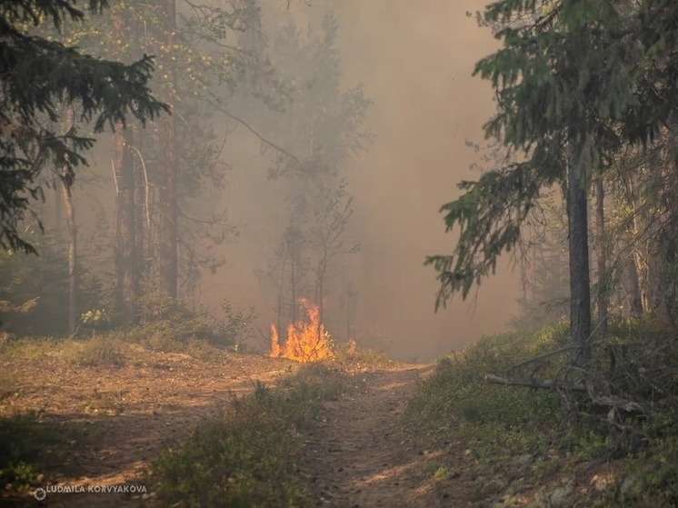 Три лесных пожара потушили в районах Карелии за сутки