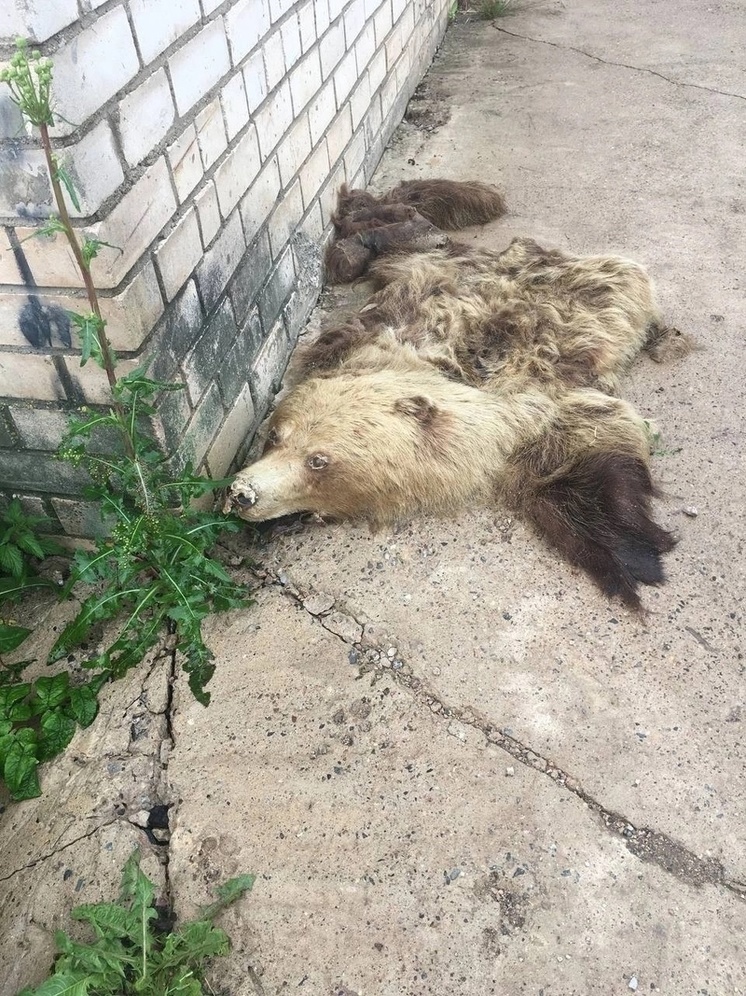 Шкуру медведя с головой нашли среди гаражей в Великих Луках