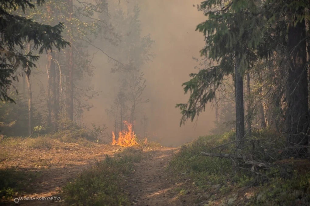 Три лесных пожара потушили в районах Карелии за сутки