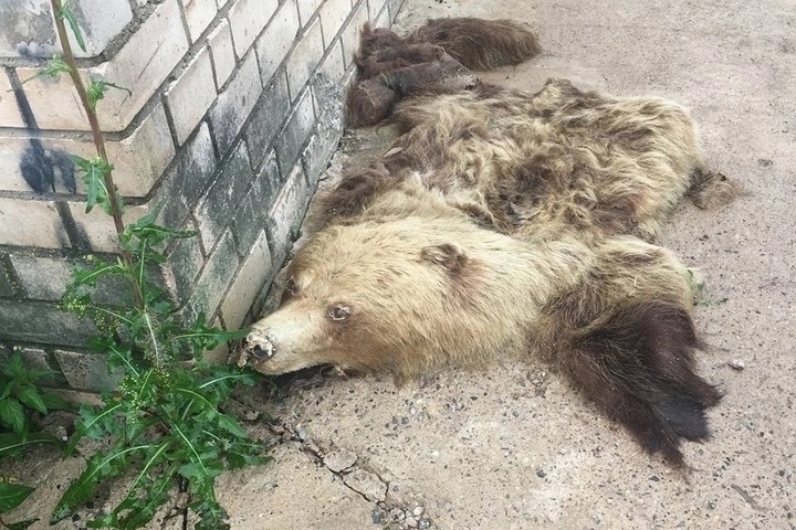 Шкуру медведя с головой нашли среди гаражей в Великих Луках