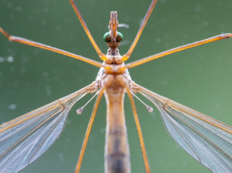 В Финляндии обнаружили комаров – распространителей вируса лихорадки Западного Нила