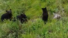 Медведица с тремя медвежатами гуляет по КБЖД