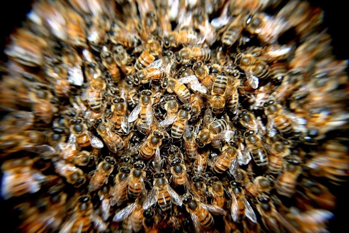 Врач рассказал почему дети из Башкирии пережили укус 465 пчел