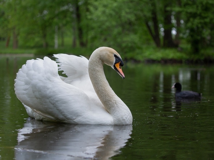 Лебедя Георгия сослали из Гатчинского парка после убийства невесты