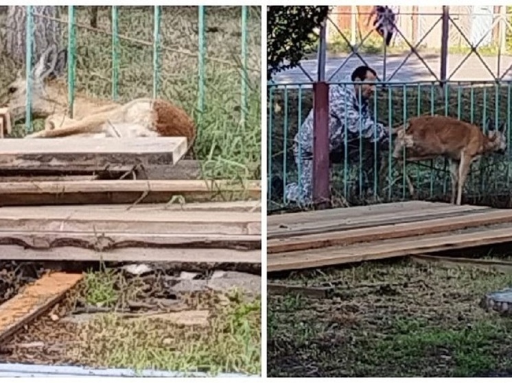 Под Новосибирском голова косули застряла между прутьями школьной ограды