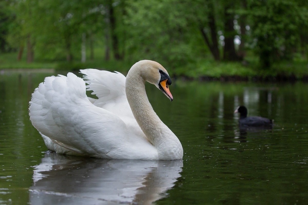 Лебедя Георгия сослали из Гатчинского парка после убийства невесты