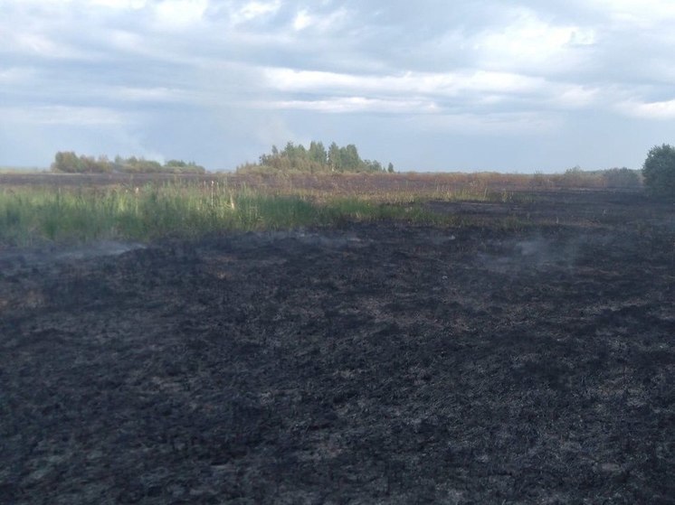 Спасатели тушили загоревшиеся поля на Ладожском озере