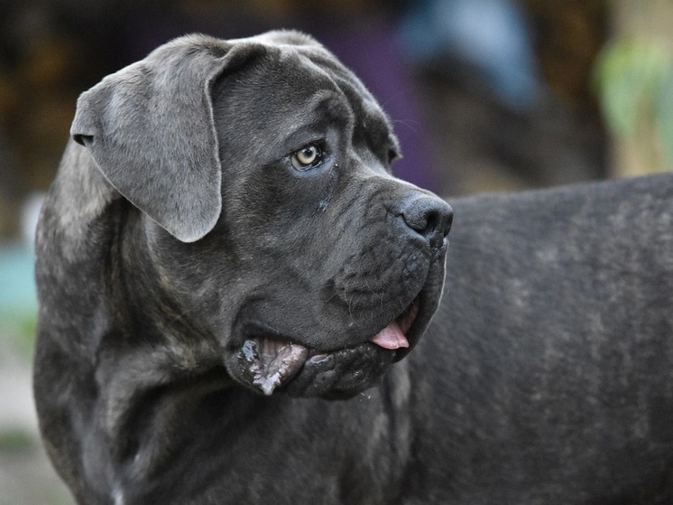 Собаки покусали двух молодых мужчин в Дмитрове