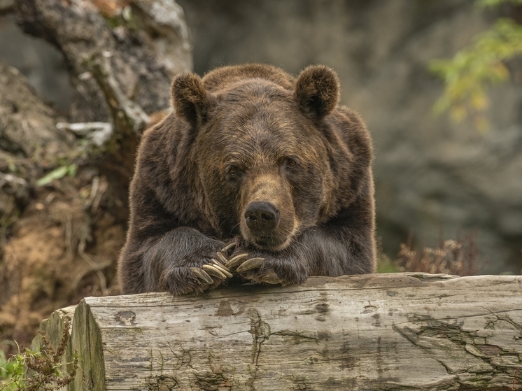 В Кировской области зафиксировано нападение медведя на пенсионерку