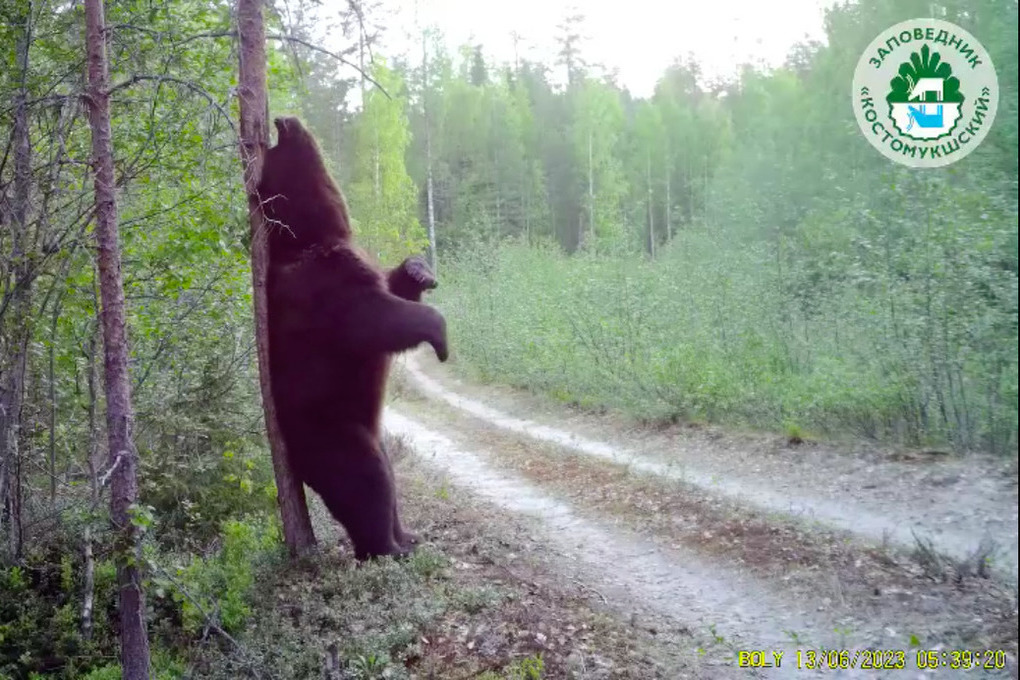 Медведи из заповедника в Карелии чешутся под камерой, сообщая о себе