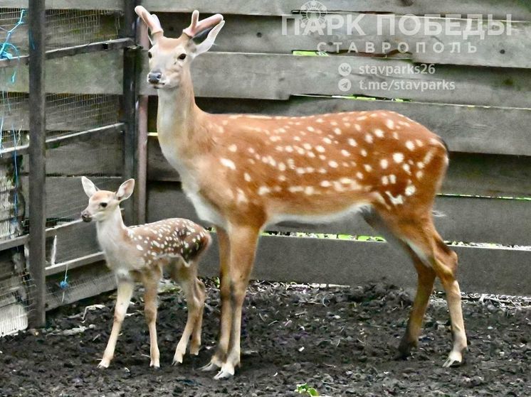 В ставропольском зоопарке пополнение: оленята, ячонок, малыши лани