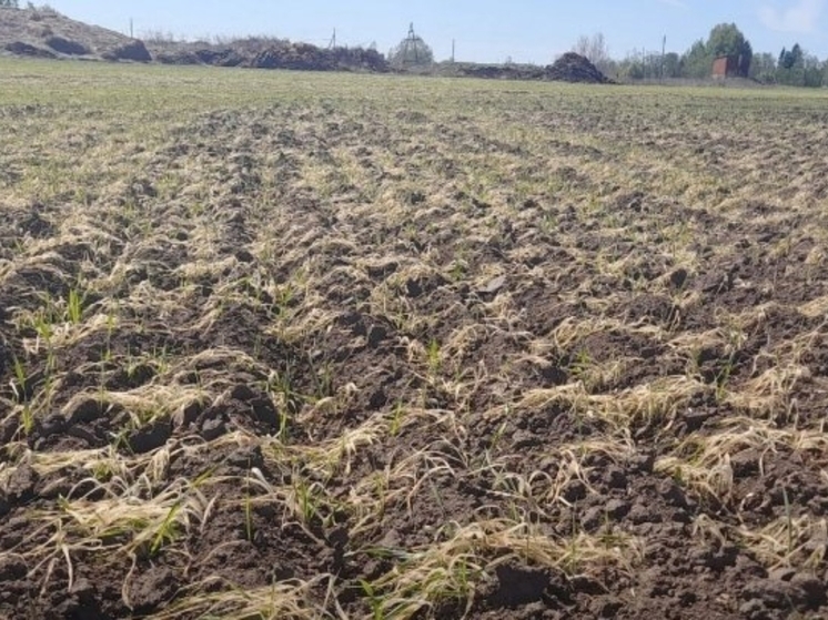 В Удмуртии вводят режим ЧС из-за почвенной засухи