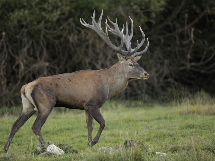 Утверждены лимиты и квоты добычи оленя и соболя в Сахалинской области